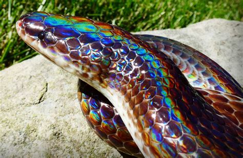 Thailand VLOG | Rainbow Snakes (Sunbeam) Amazing ColorsRainbow snakes (Sunbeam Snakes) are known for their iridescent scales that turn colors of the rainbow ...